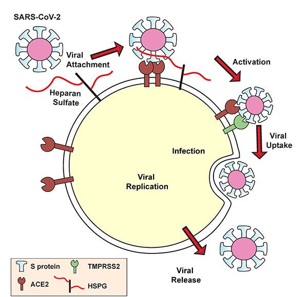 COVID 19 virus uses heparan sulfate to get inside cells
