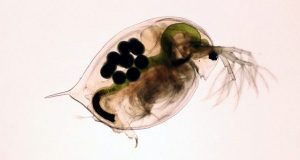 Common sunscreen ingredients dangerous for freshwater ecosystems says study