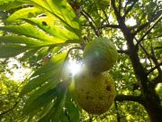 Could breadfruit be the next superfood