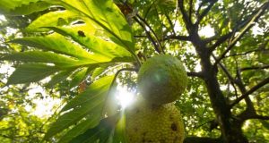 Could breadfruit be the next superfood