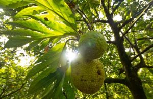 Could breadfruit be the next superfood