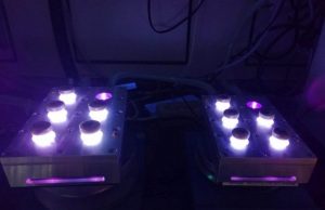 DNA damage caused by migrating light energy