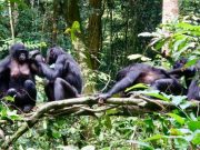 Differing diets of bonobo groups may offer insights into how culture is created 1