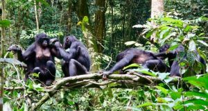 Differing diets of bonobo groups may offer insights into how culture is created 1