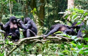 Differing diets of bonobo groups may offer insights into how culture is created 1