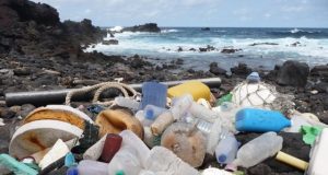 Ecologists sound alarm on plastic pollution 1