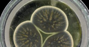 Genome of Alexander Flemings original penicillin producing mould sequenced
