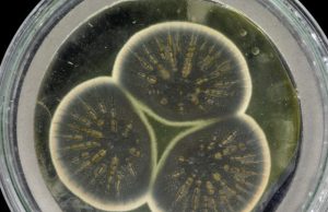 Genome of Alexander Flemings original penicillin producing mould sequenced