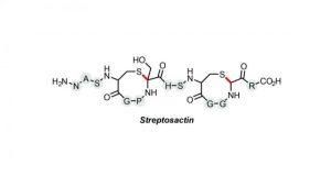Lab discovers small Cain and Abel molecule