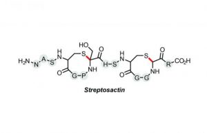 Lab discovers small Cain and Abel molecule