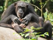 Like humans, chimpanzees can suffer for life if orphaned before adulthood Like humans chimpanzees can suffer for life if orphaned before adulthood