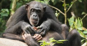 Like humans chimpanzees can suffer for life if orphaned before adulthood