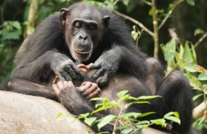 Like humans chimpanzees can suffer for life if orphaned before adulthood