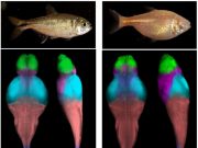 Mapping cavefish brains leads to neural origin of behavioral evolution