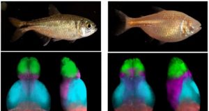 Mapping cavefish brains leads to neural origin of behavioral evolution