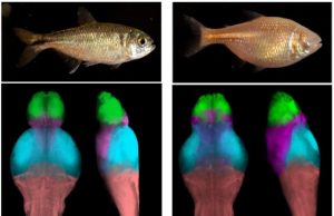 Mapping cavefish brains leads to neural origin of behavioral evolution
