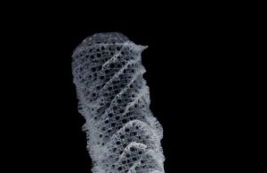 Marine sponges inspire the next generation of skyscrapers and bridges