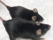 Mighty mice stay musclebound in space boon for astronauts