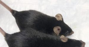 Mighty mice stay musclebound in space boon for astronauts