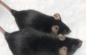 Mighty mice stay musclebound in space boon for astronauts