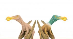 Naked prehistoric monsters Evidence that prehistoric flying reptiles probably had feathers refuted