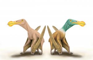 Naked prehistoric monsters: Evidence that prehistoric flying reptiles probably had feathers refuted Naked prehistoric monsters Evidence that prehistoric flying reptiles probably had feathers refuted
