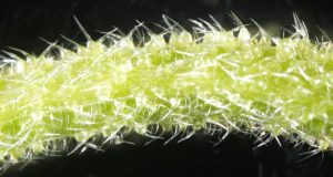 Native stinging tree toxins match the pain of spiders and scorpions