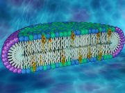 Novel cell membrane model could be key to uncovering new protein properties