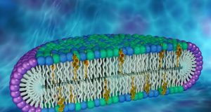 Novel cell membrane model could be key to uncovering new protein properties