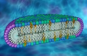 Novel cell membrane model could be key to uncovering new protein properties