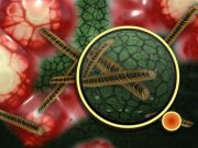 Origin of a complex life form revealed