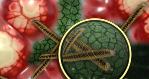 Origin of a complex life form revealed