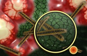 Origin of a complex life form revealed