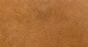 Producing leather like materials from fungi