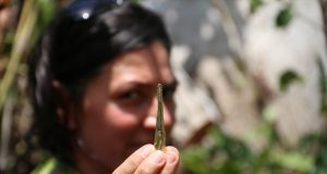 Researchers extract DNA from insects embedded in resin