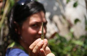 Researchers extract DNA from insects embedded in resin