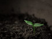 Researchers quantify worldwide loss of phosphorus due to soil erosion for the first time