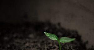 Researchers quantify worldwide loss of phosphorus due to soil erosion for the first time