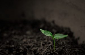 Researchers quantify worldwide loss of phosphorus due to soil erosion for the first time