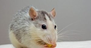 Rodent ancestors combined portions of blood and venom genes to make pheromones