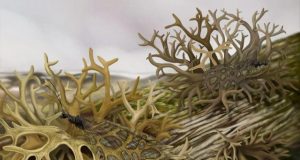 Scientists discover earliest fossil evidence of an insect lichen mimic