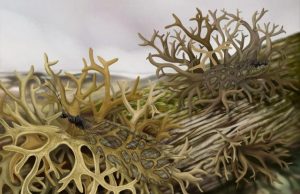 Scientists discover earliest fossil evidence of an insect lichen mimic
