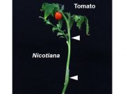 Scientists identify an enzyme that facilitates grafting between plants of different families
