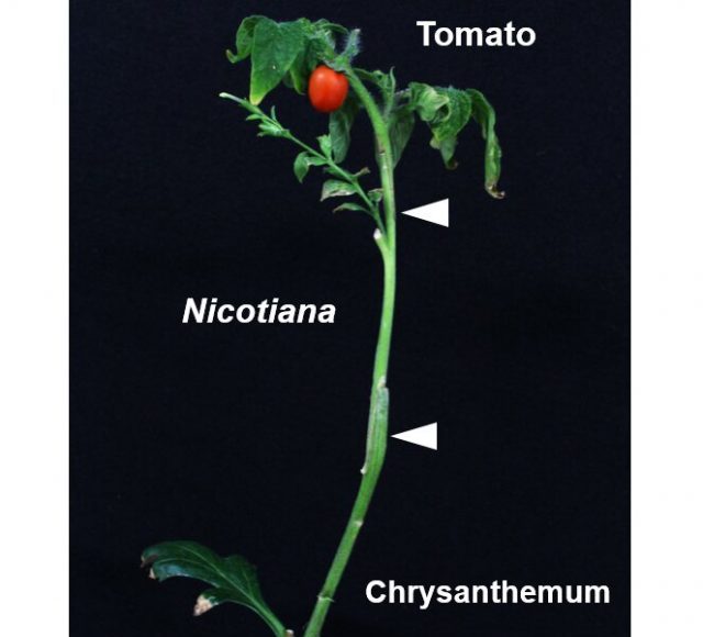 Scientists identify an enzyme that facilitates grafting between plants of different families