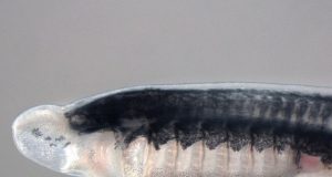 Scientists identify gene family key to unlocking vertebrate evolution