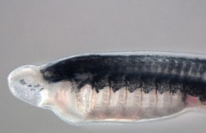 Scientists identify gene family key to unlocking vertebrate evolution
