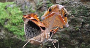 Scientists shed light on how praying mantises use the element of surprise to survive