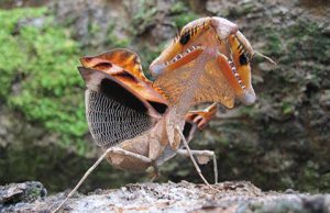 Scientists shed light on how praying mantises use the element of surprise to survive