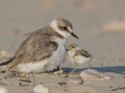 Shorebirds more likely to divorce after successful breeding