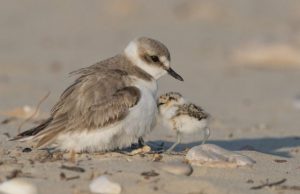 Shorebirds more likely to divorce after successful breeding